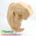 ANATOMY38(12476) Medical Anatomical Human Four-week Large Embryo Amplification Model 12476